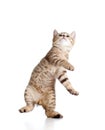 Playful funny cat on white background