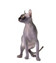 Purebred sphinx cat with elf ears isolated on white background