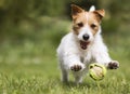 Playful funny happy running pet dog puppy playing with a tennis ball Royalty Free Stock Photo