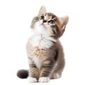 playful funny kitten looking up. isolated on a white background AI-Generated Royalty Free Stock Photo