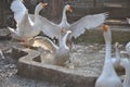 Playful Geese bathing in a pond