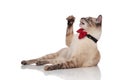 Playful gentleman burmese cat resting and looking up to side Royalty Free Stock Photo