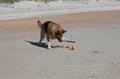 Playful German Shepherd Dog on Beach Royalty Free Stock Photo