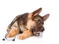 Playful German Shepherd puppy with a stethoscope on his neck. is Royalty Free Stock Photo