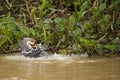 Playful Giant Otters in River