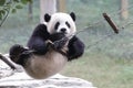 Giant Panda is Relaxing on the String