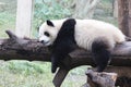 Giant Panda is Relaxing on the wood Beam