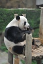 A playful giant panda