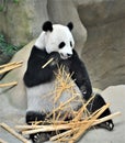 A playful giant panda