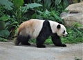 A playful giant panda
