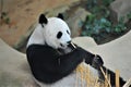 A playful giant panda with her baby.