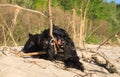 Playful giant schnauzer for a walk on the river bank