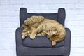 Playful ginger cat lying on armchair.