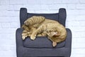 Playful ginger cat lying on armchair. Royalty Free Stock Photo