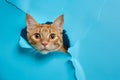 A playful ginger cat peeking curiously through a torn blue paper wall Royalty Free Stock Photo