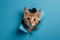 A playful ginger cat peeking curiously through a torn blue paper wall Royalty Free Stock Photo