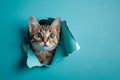 A playful ginger cat peeking curiously through a torn blue paper wall Royalty Free Stock Photo