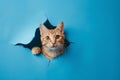 A playful ginger cat peeking curiously through a torn blue paper wall Royalty Free Stock Photo