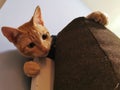 A Playful Ginger Cats Kitten