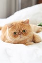 Playful ginger exotic persian cat Royalty Free Stock Photo