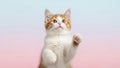 Playful ginger kitten with blue and pink gradient background Royalty Free Stock Photo