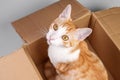 Playful ginger kitten in a cardboard box. Orange young cat
