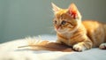 A playful ginger kitten investigates a soft feather on a sunlit surface. Generative AI Royalty Free Stock Photo