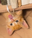 Playful ginger kitten with pink tongue. Domestic cat 8 weeks old. Felis silvestris catus Royalty Free Stock Photo