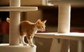 Playful ginger kitten in the room