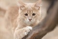 Playful ginger kitten sharpens claws on branch, portrait of hunting cat , funny animals in nature