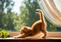 A playful ginger kitten stretches on a sunlit windowsill, its tiny paws extended forward. The Royalty Free Stock Photo