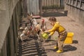 Playful girl with pigtails pours water to domestic birds in backyard of the farm