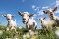 Playful Goats Grazing on Vibrant Pasture Royalty Free Stock Photo