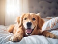 playful golden retriever puppy on bed Royalty Free Stock Photo