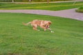 Playful golden retriever puppy catching his toy on grass field