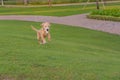 Playful golden retriever puppy running in the park