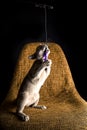 Playful Gray Burma Cat isolated on black background is playing the chair.