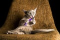 Playful Gray Burma Cat isolated on black background is playing the chair.