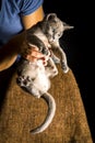 Playful Gray Burma Cat isolated on black background is playing the chair.