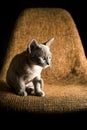 Playful Gray Burma Cat isolated on black background is playing the chair.