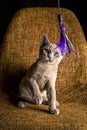 Playful Gray Burma Cat isolated on black background is playing the chair.