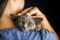 Playful Gray Burma Cat isolated on black background sitting on woman`s shoulder.