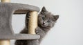 Playful Gray Kitten Gripping a Sisal Scratching Post in a Light Studio Setting with Soft Natural Light and Clear White Royalty Free Stock Photo