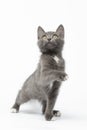 Playful Gray Kitty Raising Paw and Looking up on White Royalty Free Stock Photo