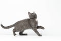 Playful Gray Kitty Raising Paw and Looking up on White Royalty Free Stock Photo