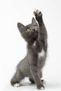 Playful Gray Kitty Raising Paw and Looking up on White Royalty Free Stock Photo