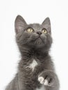 Playful Gray Kitty Raising Paw and Looking up on White Royalty Free Stock Photo