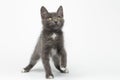 Playful Gray Kitty Raising Paw and Looking up on White Royalty Free Stock Photo