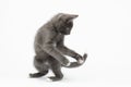 Playful Gray Kitty Turned Back on White Royalty Free Stock Photo