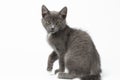 Playful Gray Kitty on White Background Royalty Free Stock Photo